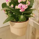 Saint Nicholas Plaza Guest house 3*