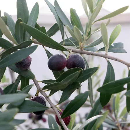 Saint Nicholas Plaza Gasthuis